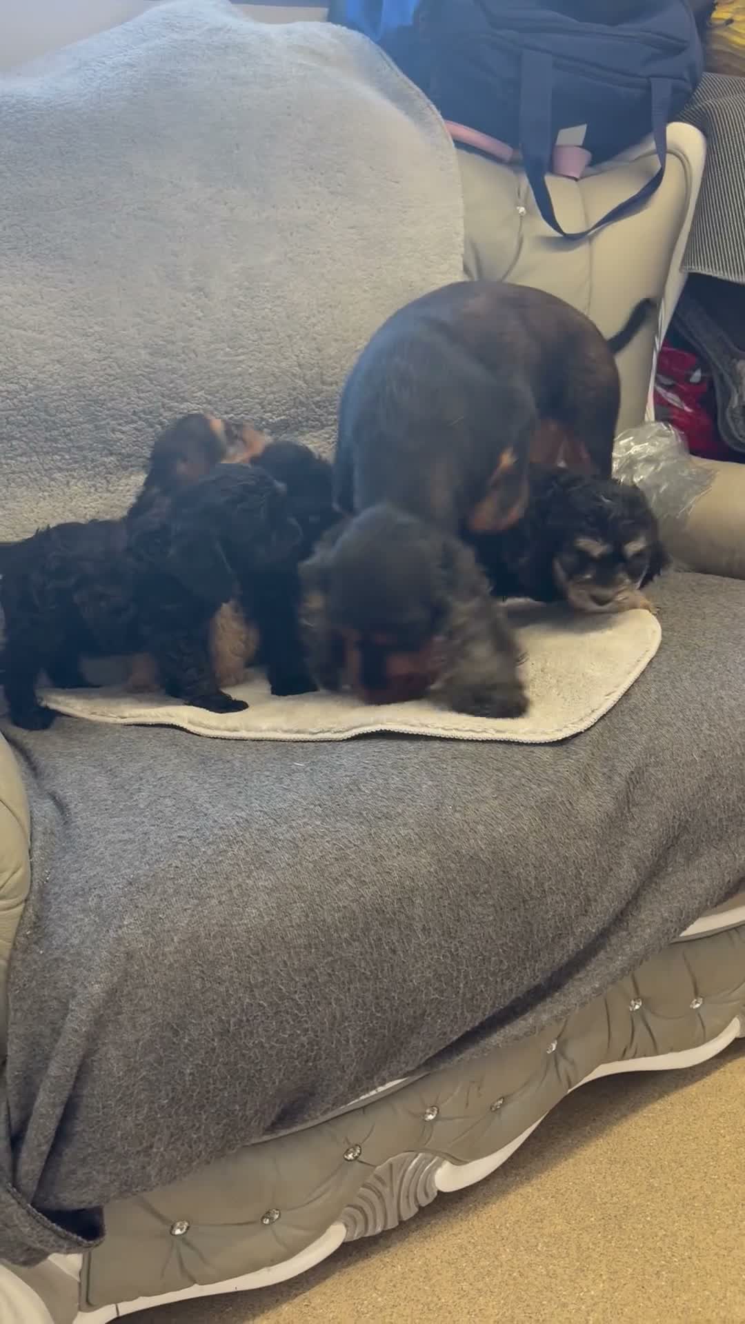 Cockapoo dogs for sale: Cockerpoo puppies - Video 1
