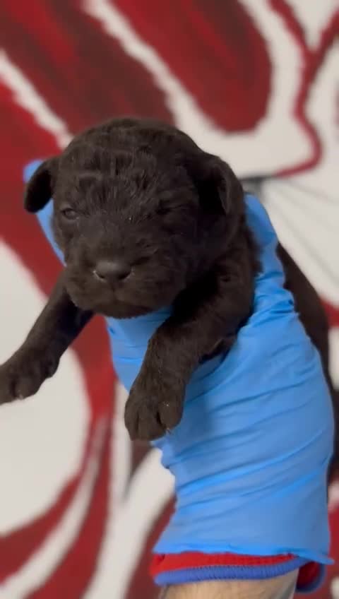 Mixed Breed dogs for sale: Patterpoo's - Video 3