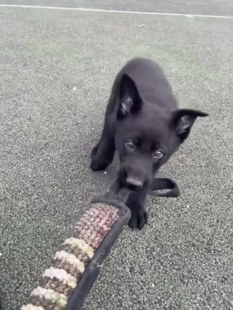 German Shepherd dogs for sale: German Shepherd Puppies-Trained Protection Parents - Video 2