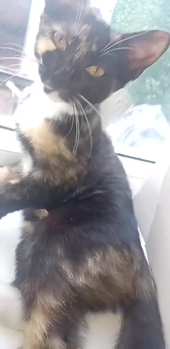 Maine Coon cats for sale: Maincoon baby's  - Video 1