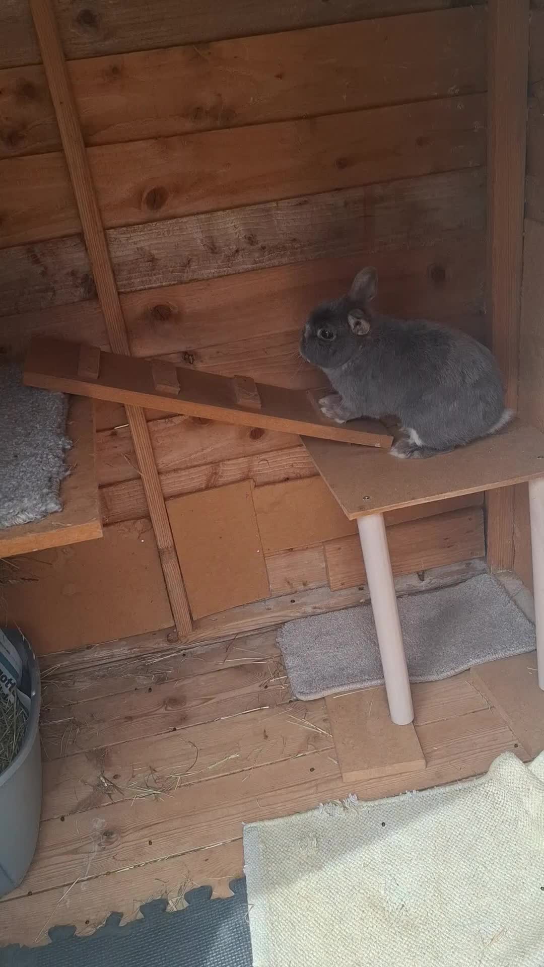 Netherland Dwarf rabbits for sale: Klompje (M) & Sapheiri (F) bonded couple. 7-8yrs in Bury Saint Edmunds - Video 1