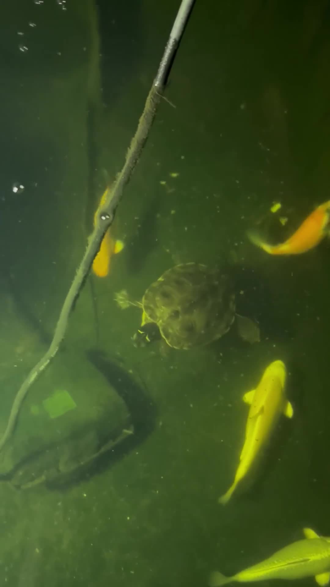 Turtle reptiles for sale: False map turtle  - Video 2