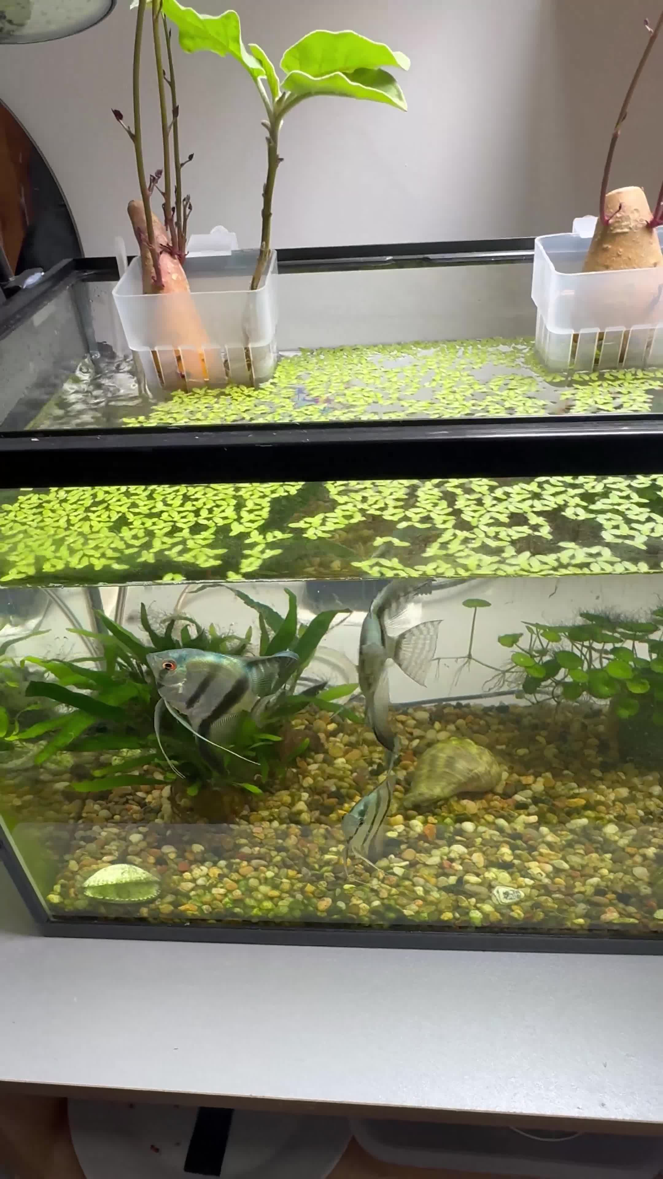 Angelfish fish for sale: Fish with tank  - Video 1