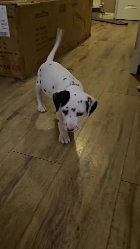 Dalmatian dogs for sale: Dalmatian puppies - Video 1
