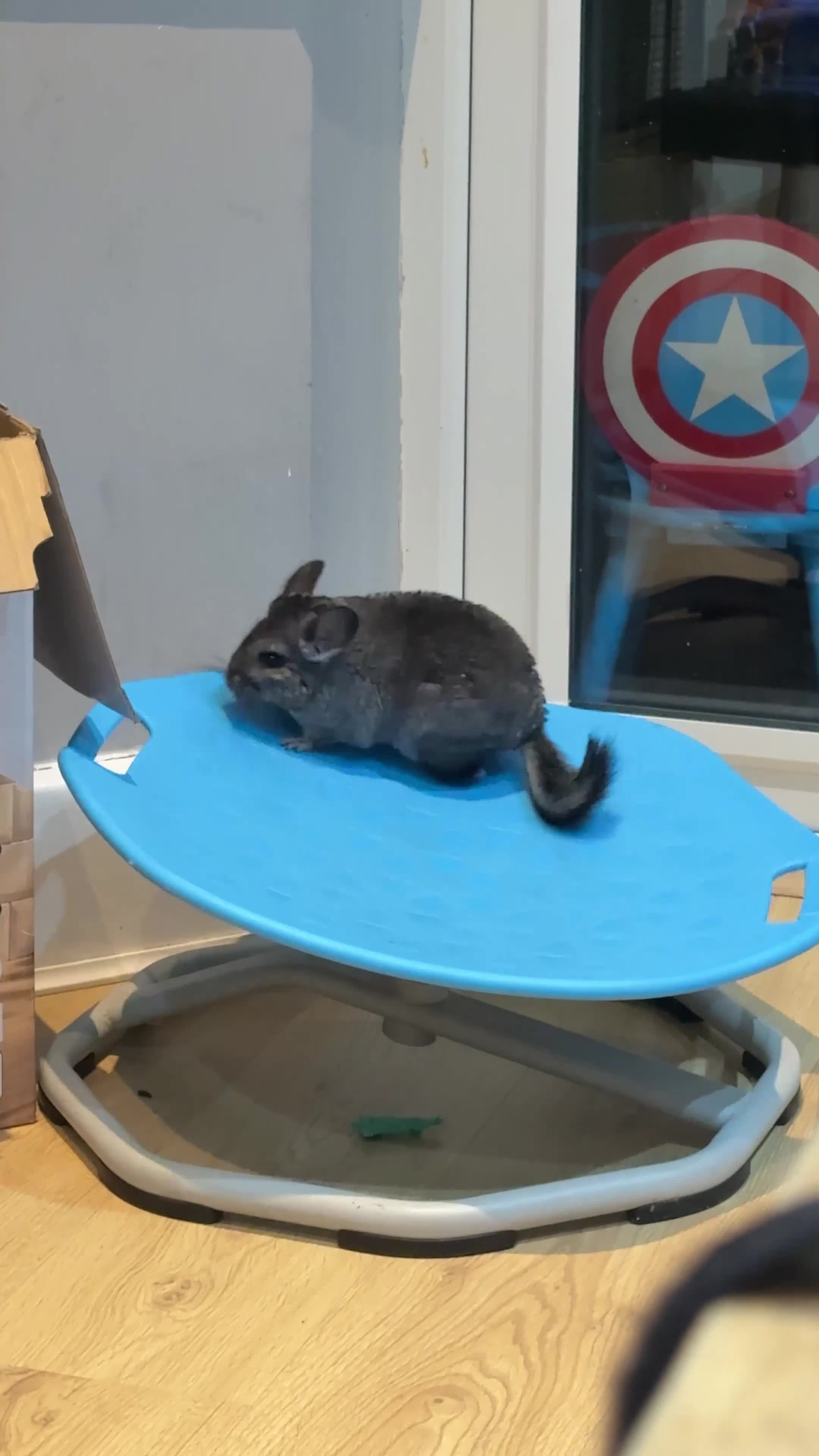 Chinchilla rodents for sale: Chincilla  in Bournemouth - Video 1