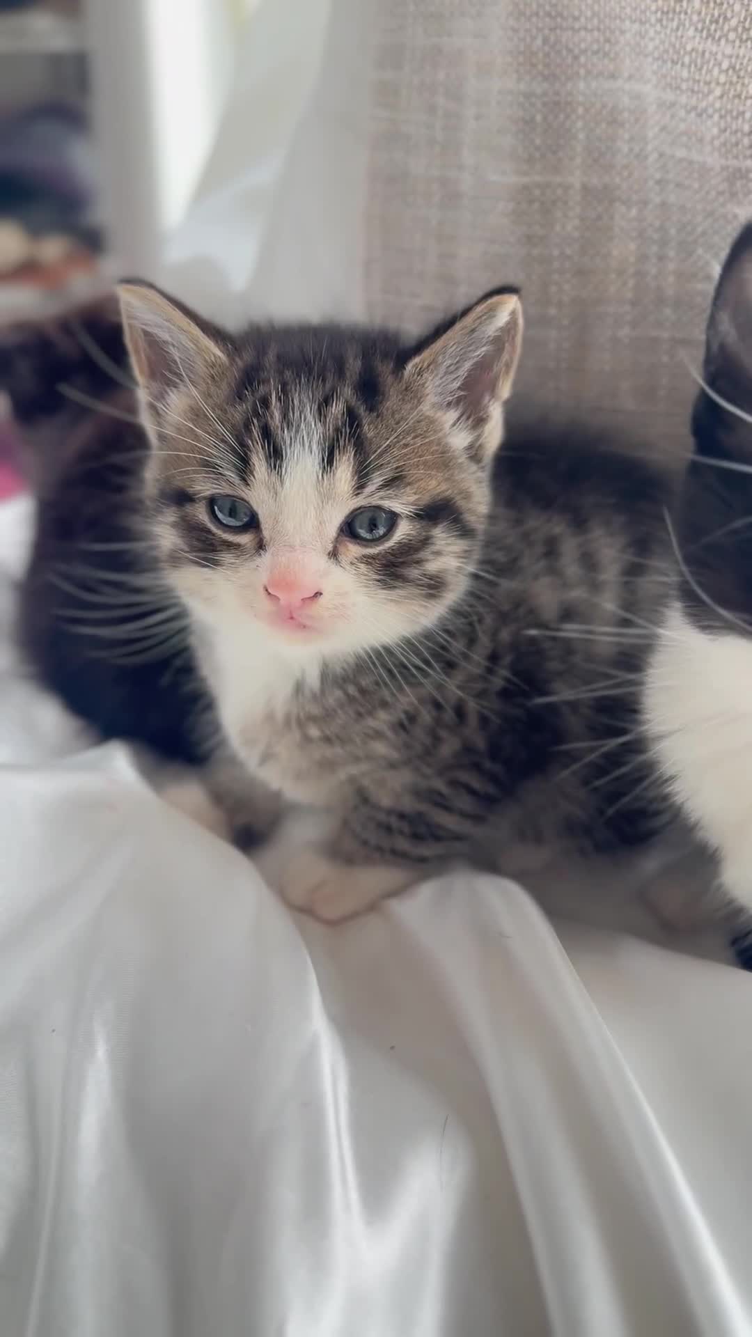 Mixed Breed cats for sale: Adorable 6 week Kittens Looking for Loving Homes! - Video 2