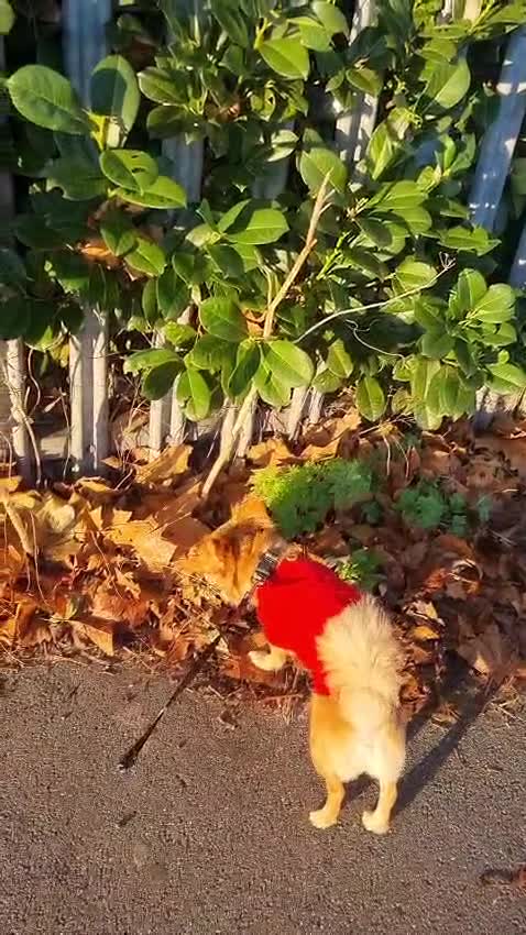 Chihuahua dogs for sale: Tessa  - Video 2