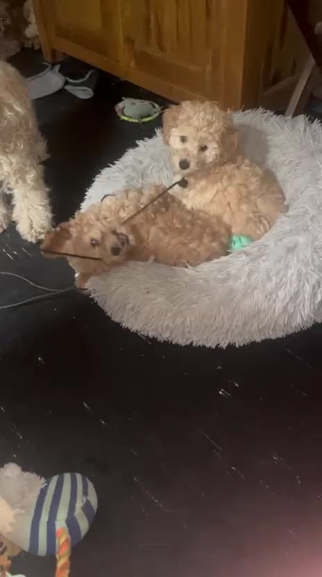 Miniature Poodle dogs for sale: 🐾 Adorable  Poodle Puppies for Sale! 🐾 - Video 1