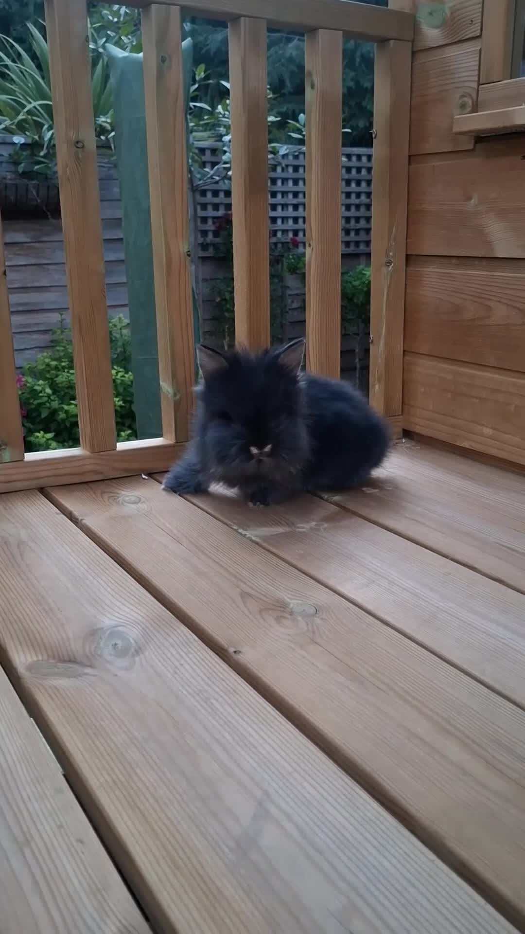 Lionhead rabbits for sale: Purebred Lionheads for sale - Video 3