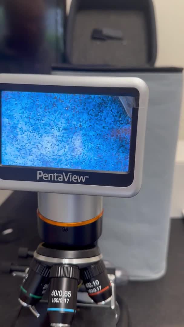 English Bull Terrier dogs for stud: Well Proven English bullterrier black tri stud  in Leicester - Video 1