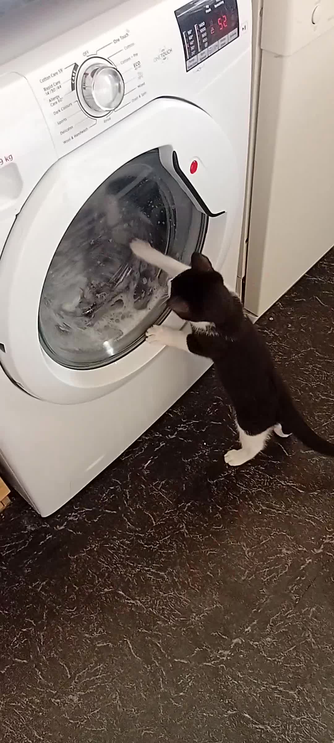 Mixed Breed cats for sale: 14 week old kitten for sale  - Video 1