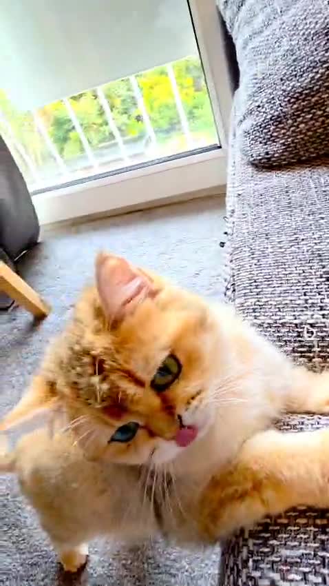 British Shorthair cats for sale: British shorthair For sell - Video 1