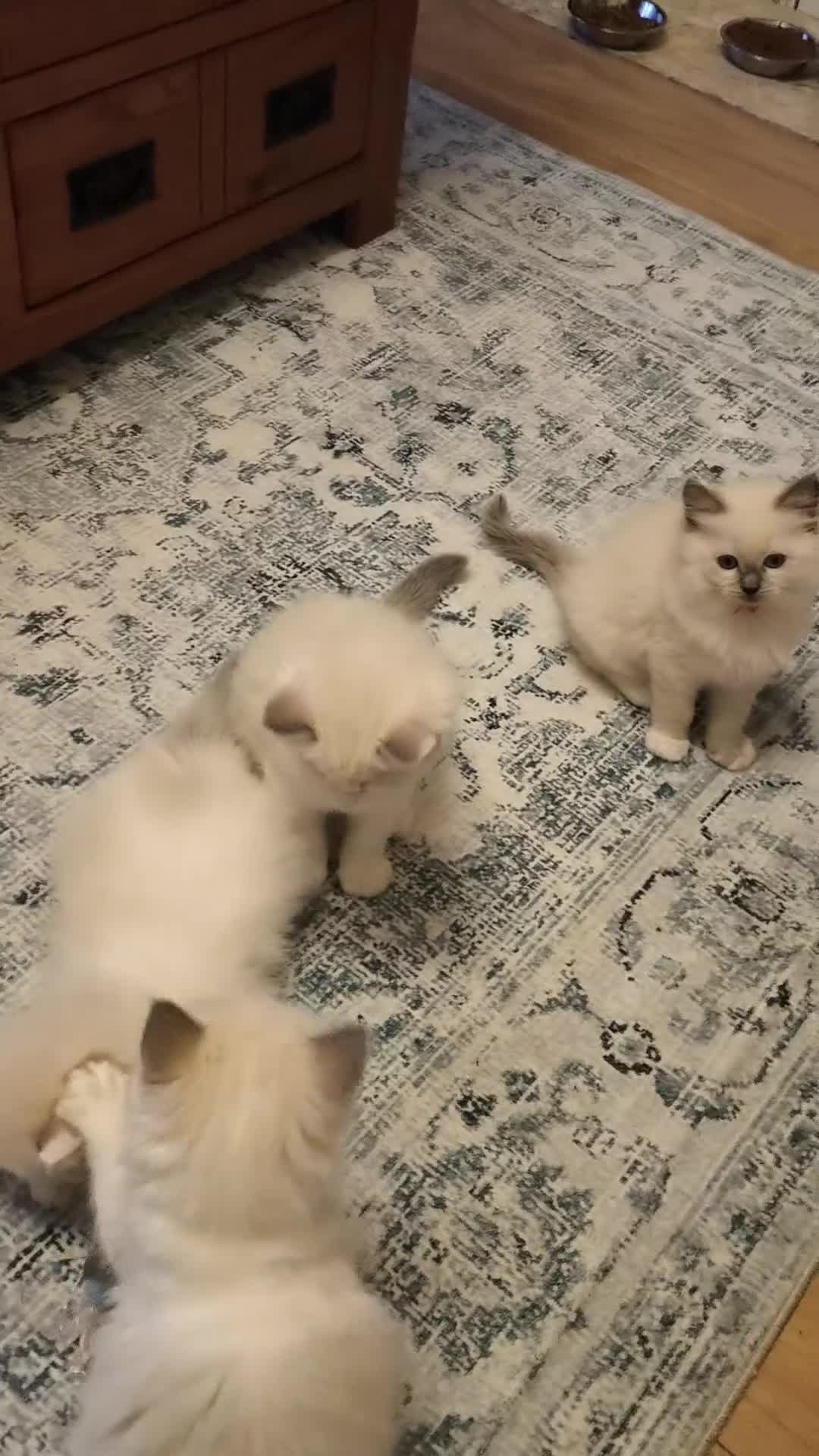 Ragdoll cats for sale: Beautiful Ragdoll Kittens GCCF registered  - Video 1