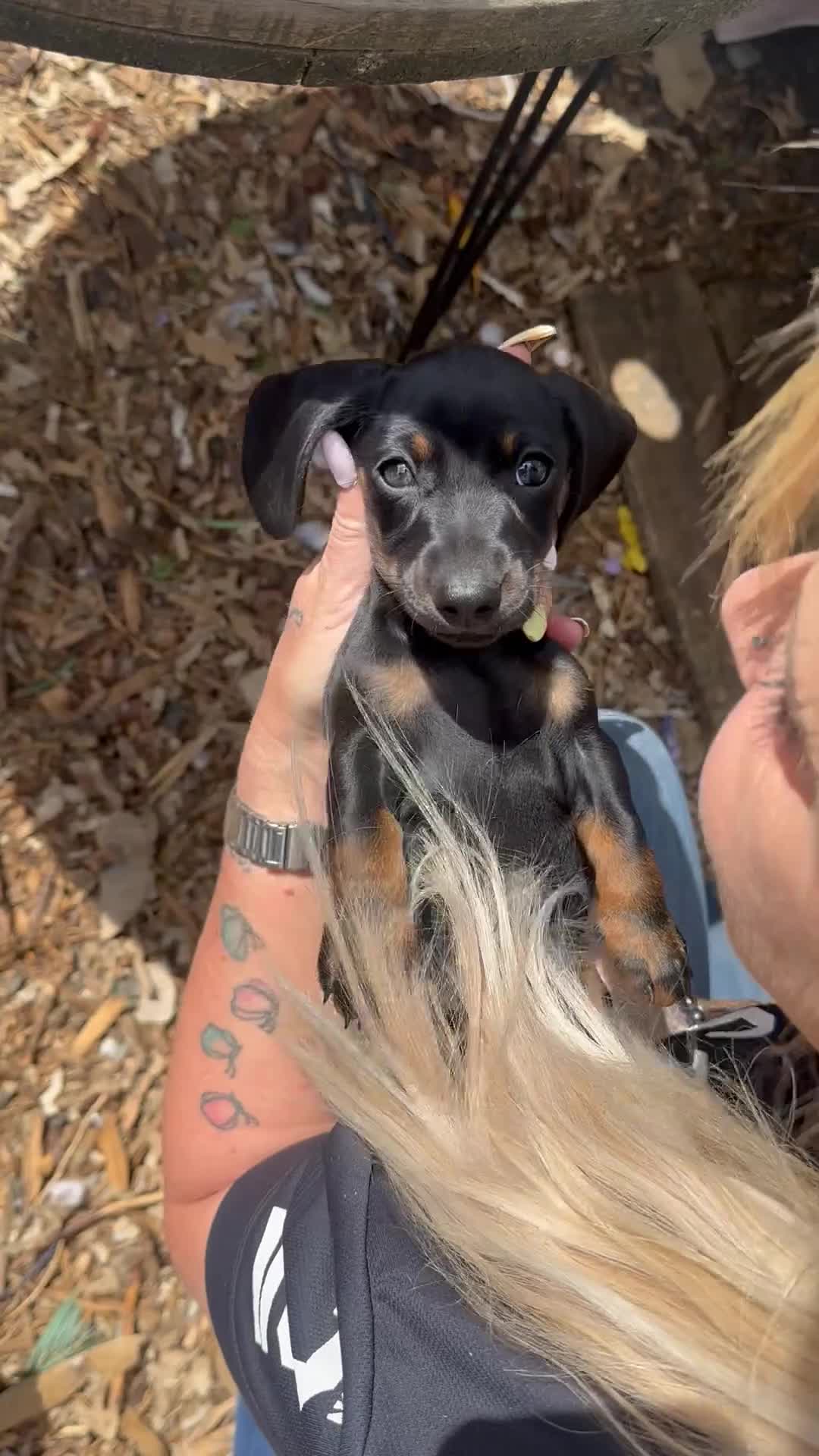 Miniature Dachshund dogs for sale: Wow what a stunning litter - Video 1