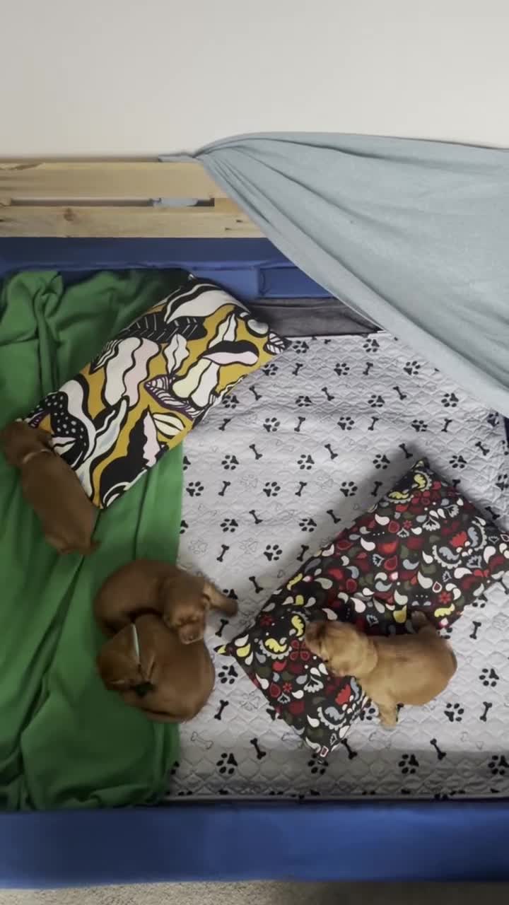 Cocker Spaniel dogs for sale: Pedigree Cocker Spaniel Puppies  - Video 1