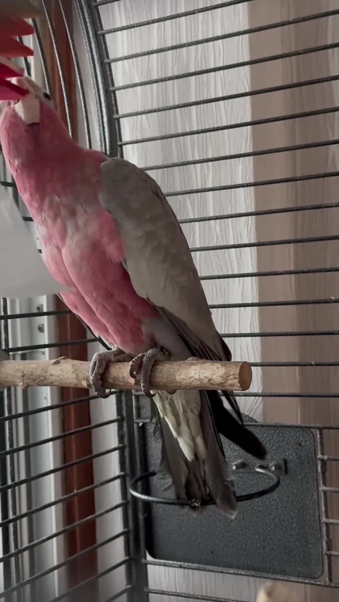 Cockatoo birds for sale: baby galah cockatoo - Video 1