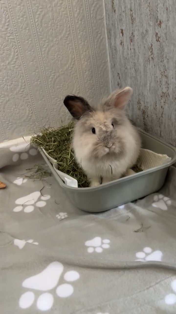 Lionhead rabbits for sale: Scout - lion head mix  in Brierley Hill - Video 1