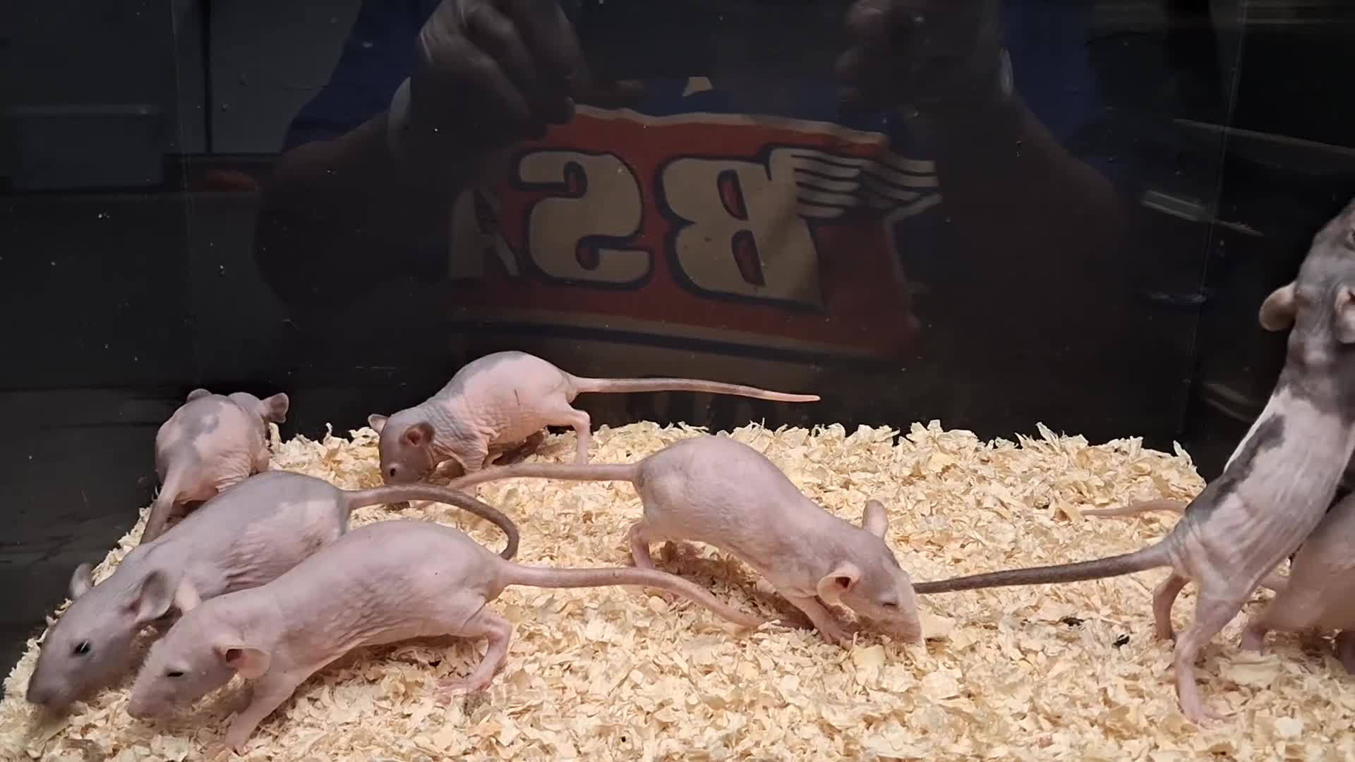 Rat rodents for sale: Baby Dumbo Rats , Males and Females  - Video 2