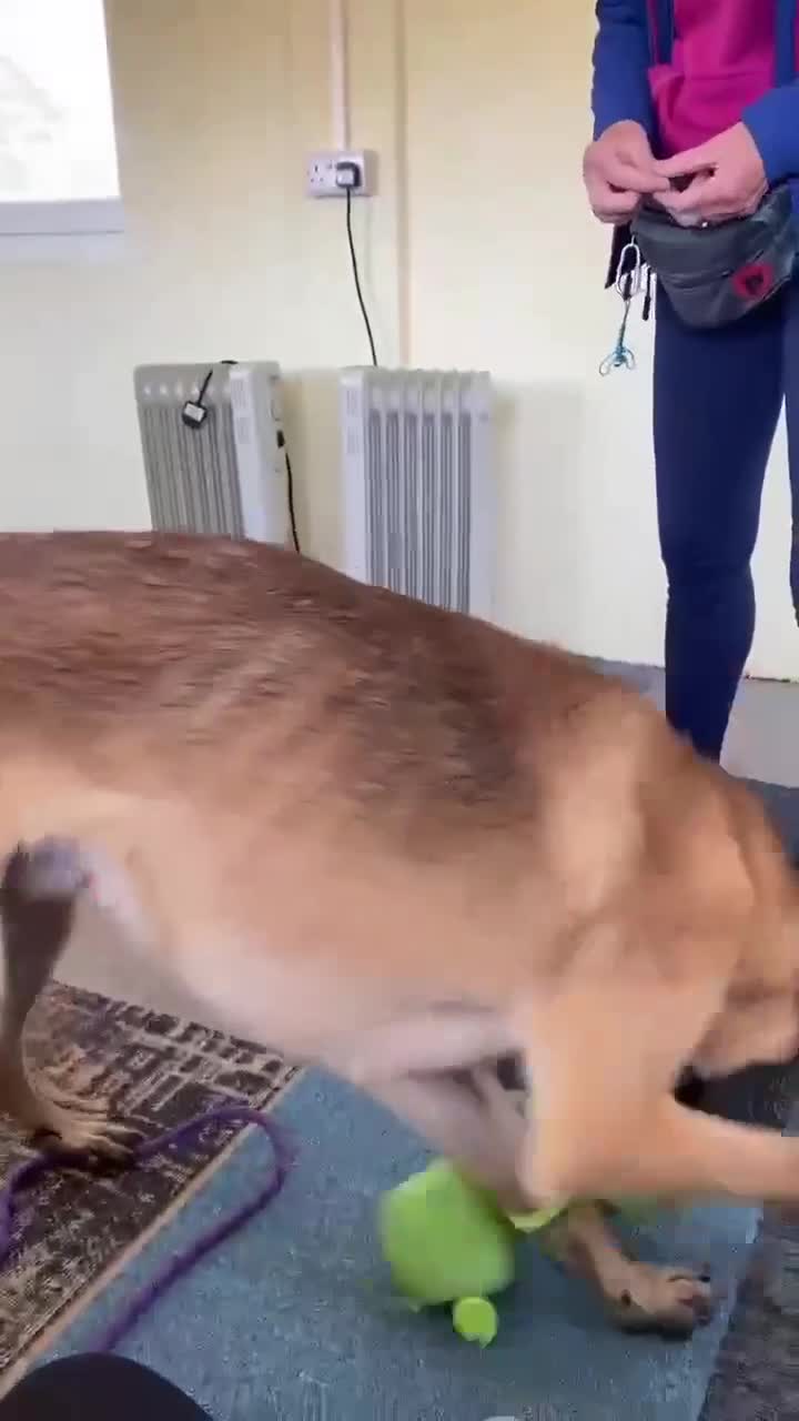 Mixed Breed dogs for adoption: 🐾 Cedric – Stunning, Loyal Boy - Video 4