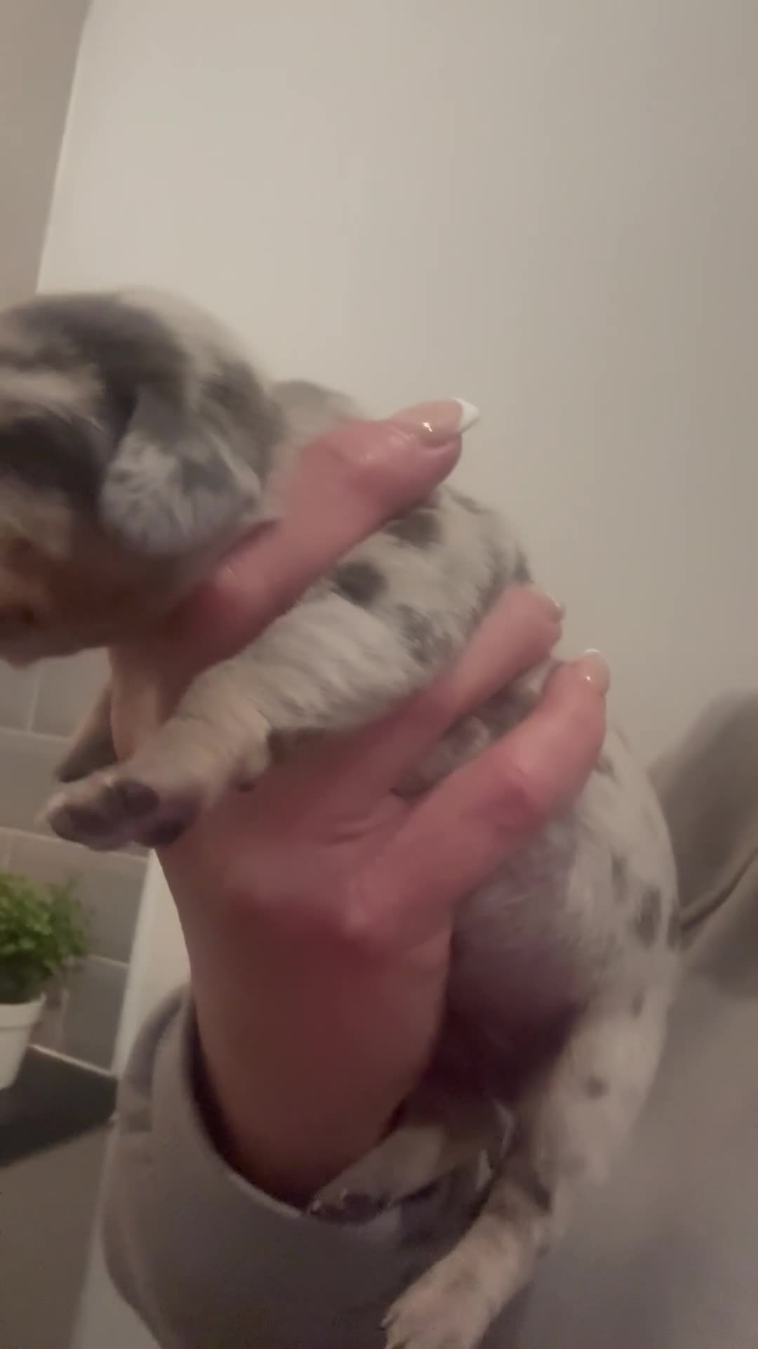 Dachshund dogs for sale: Miniature dashaund - Video 1