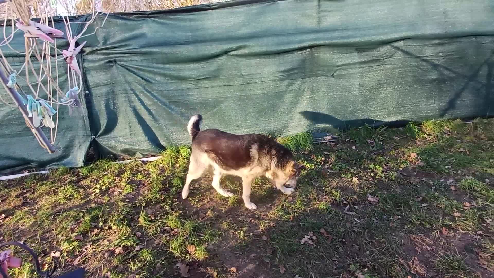 Mixed Breed dogs for adoption: 🐶Really… does nobody want to give me a chance? 💔 - Video 4