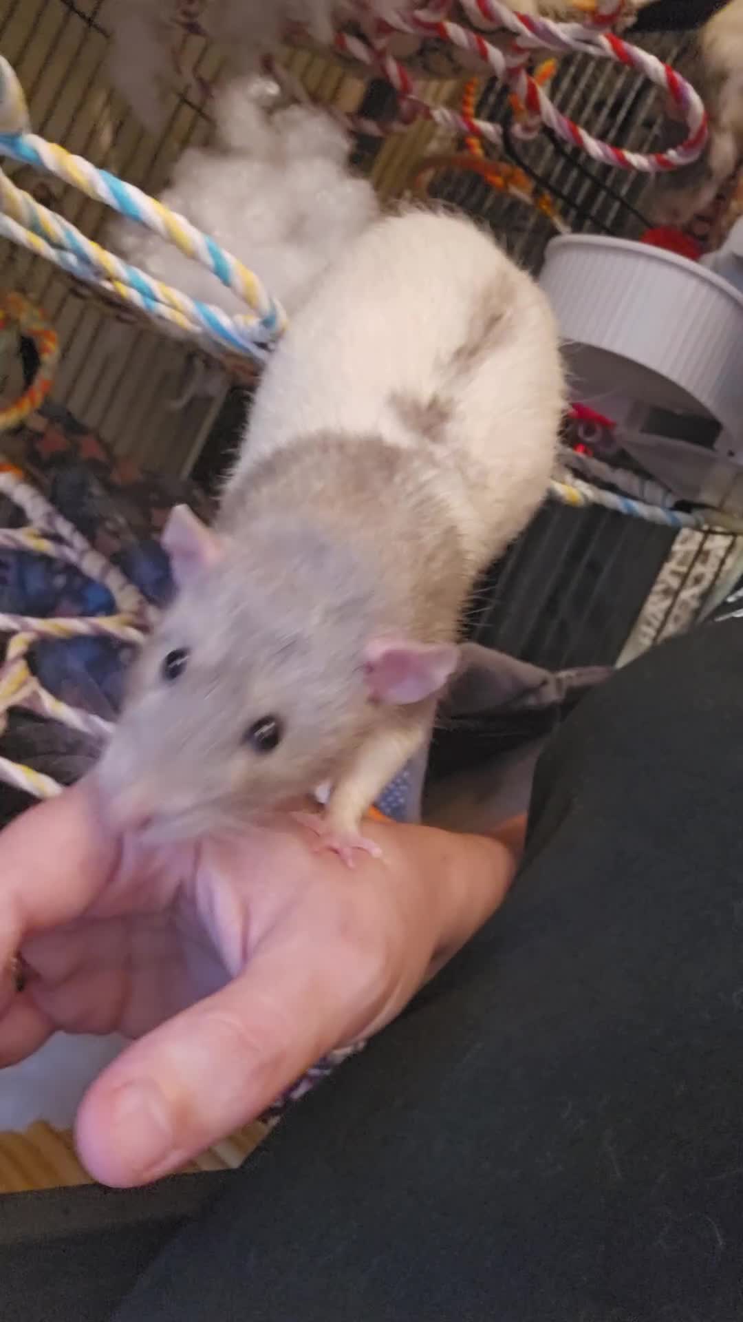 Rat rodents for sale: Rats  - Video 1