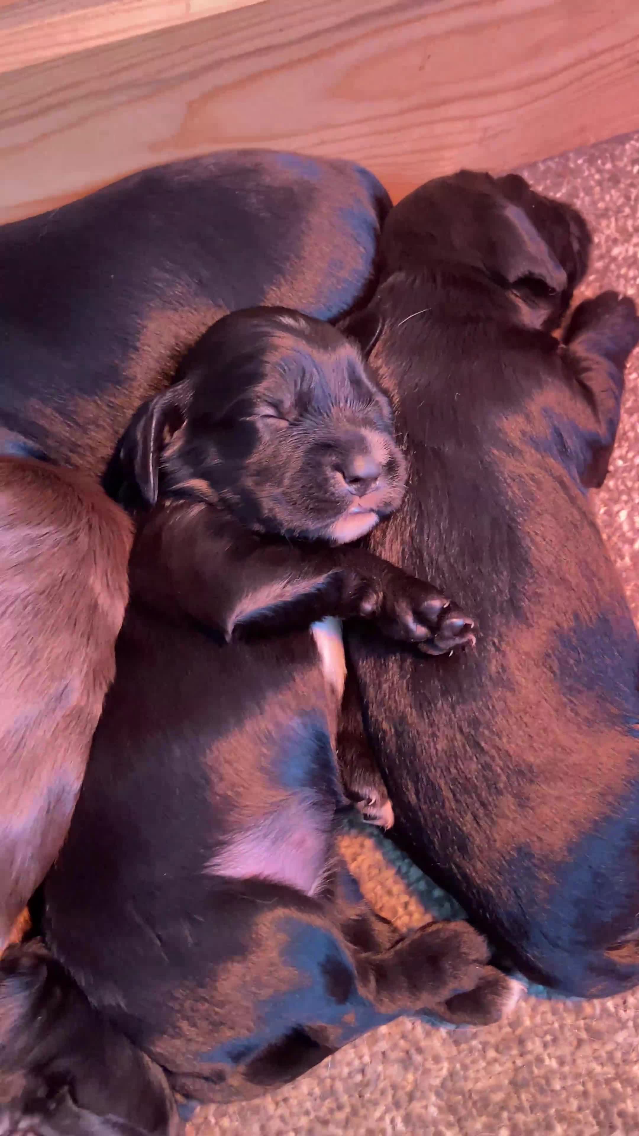 Sprocker dogs for sale: Sprocker spaniel puppies  in Chesterfield - Video 1