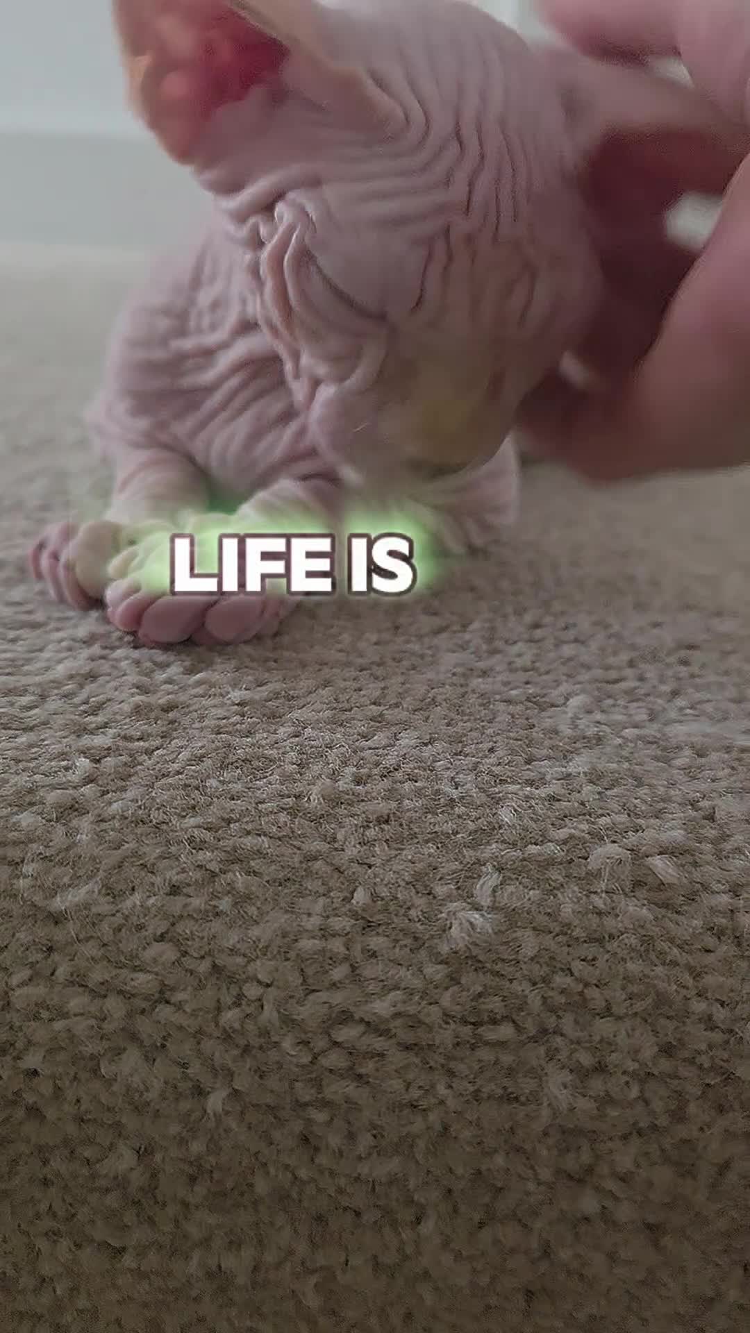 Sphynx cats for sale: Last 2 Beautiful Sphynx Boys Available 💙💚 - Video 3