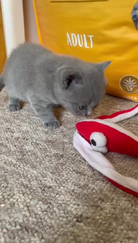 British Shorthair cats for sale: British Blue Shorthair Kittens - Video 2