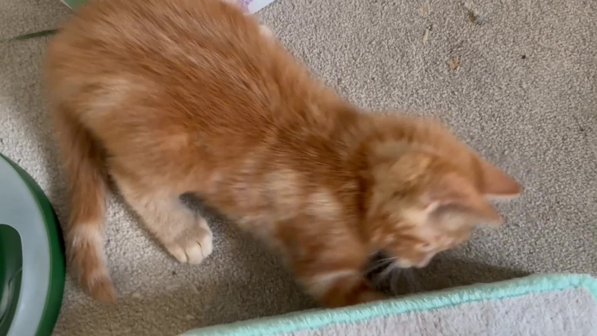 Mixed Breed cats for sale: Amiable mixed breed kttens - Video 2