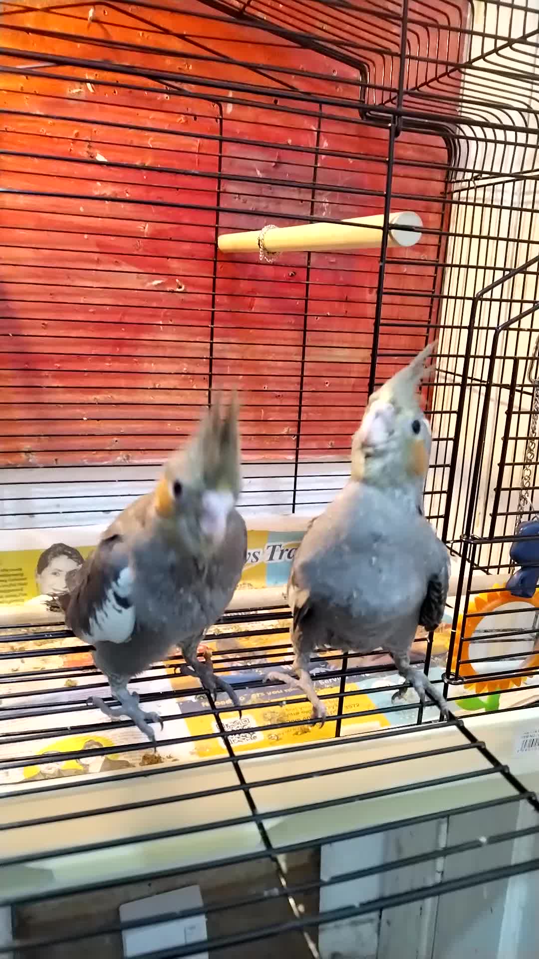 Cockatiels birds for sale: Cockatiels  - Video 1