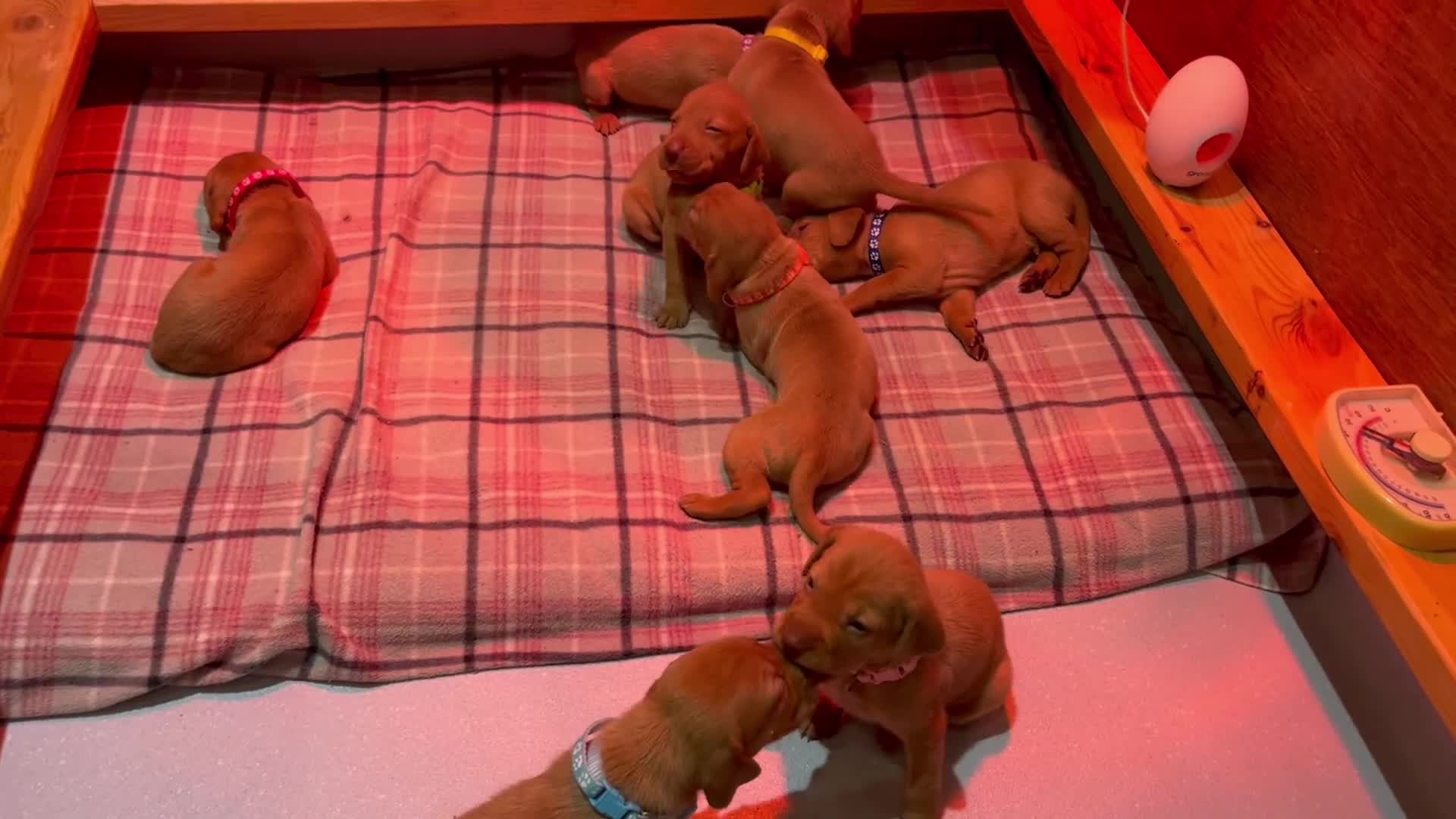 Hungarian Vizsla dogs for sale: Wonderful puppies from mum with 0/0 hip score.  - Video 2