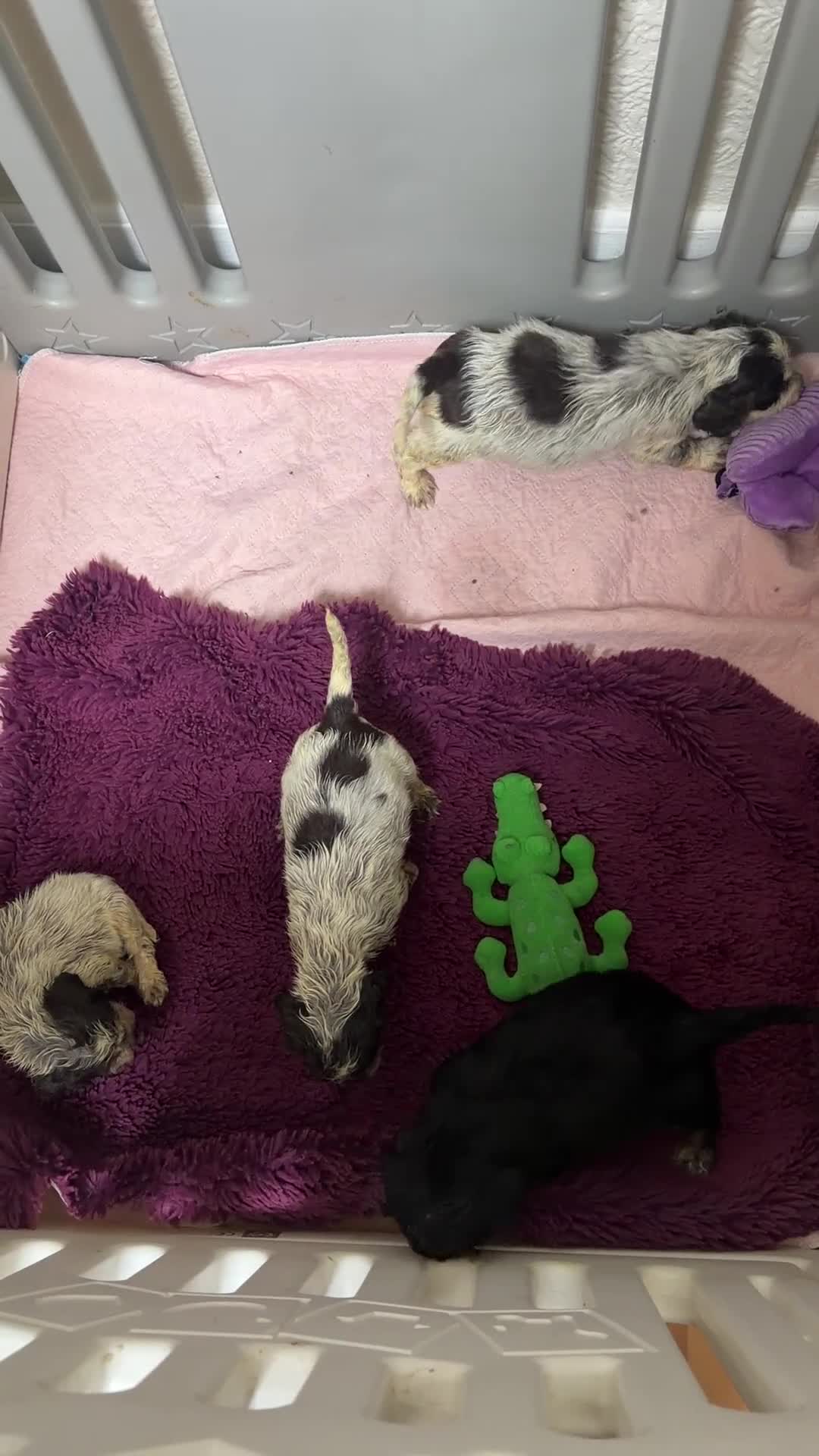 Cocker Spaniel dogs for sale: KC Show type boy💙 READY NOW - Video 1