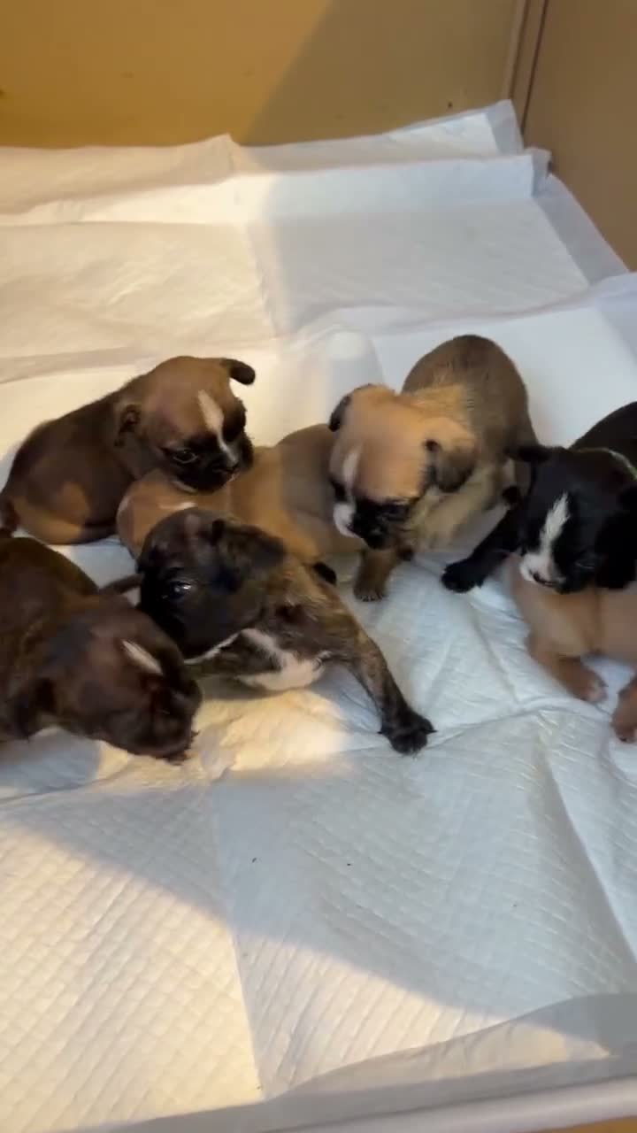 Mixed Breed dogs for sale: Gorgeous Frenchel  puppies (Frenchie x cavalier)  - Video 2