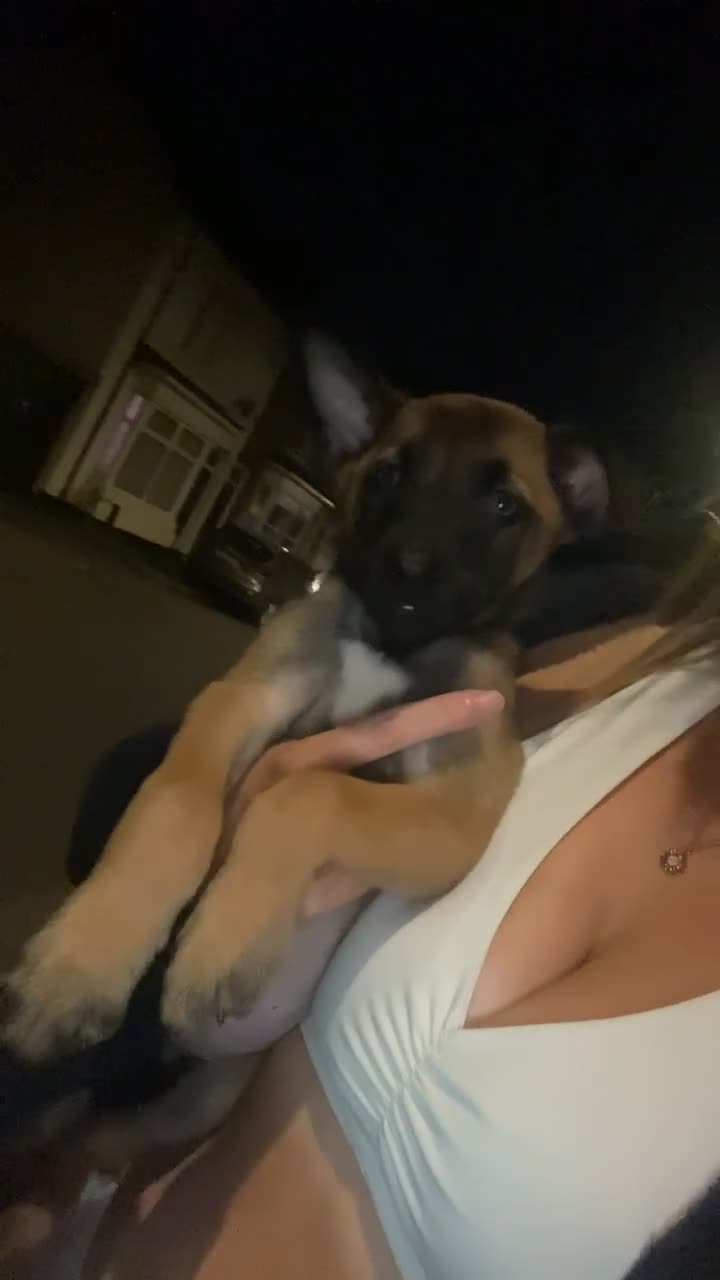Belgian Shepherd Dog dogs for sale: 12 week old male mali for sale  - Video 1