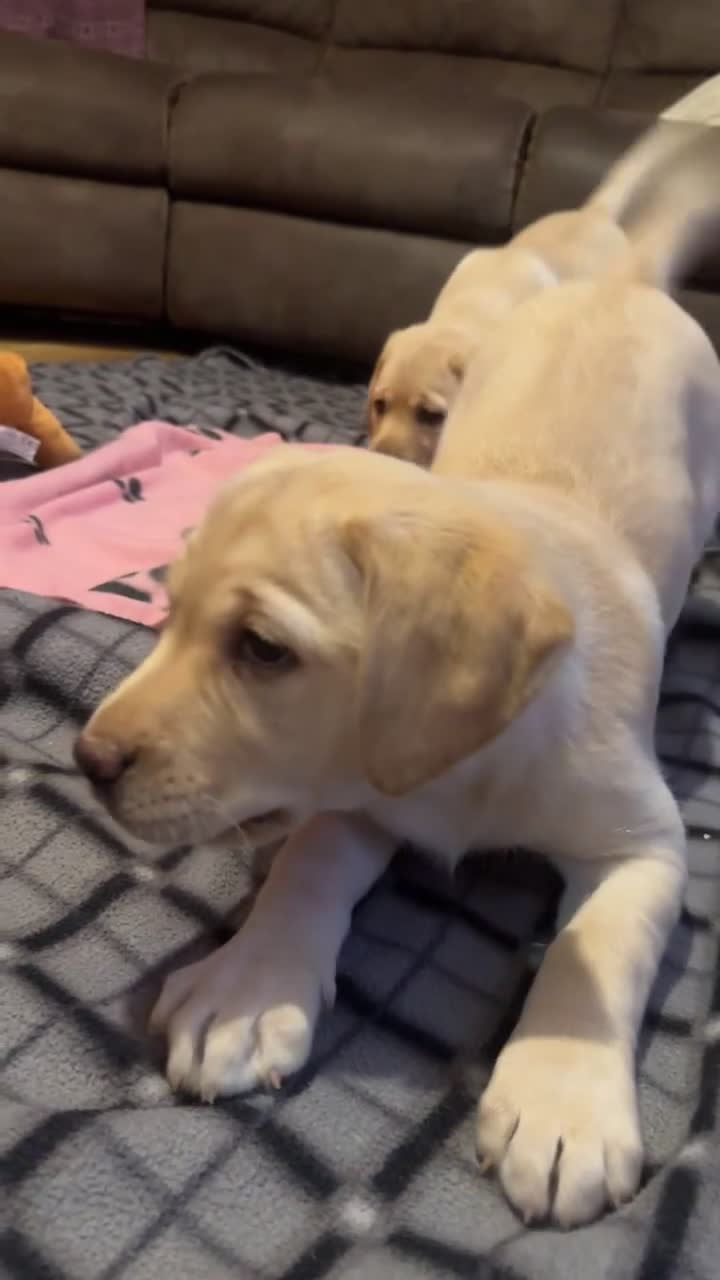 Labrador Retriever dogs for sale: Beautiful Labrador puppies!! ❤️🐾 - Video 1