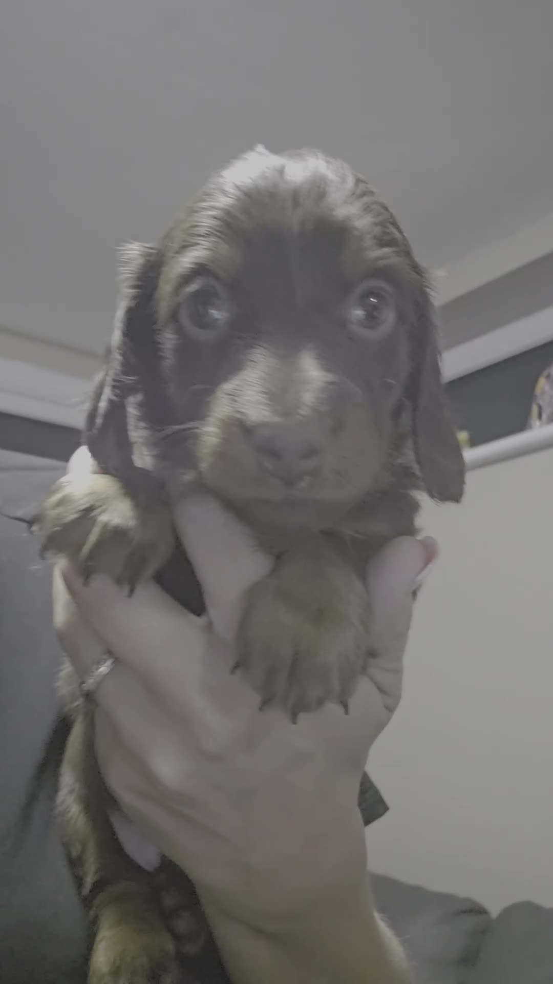 Miniature Dachshund dogs for sale: 4 male Dachshunds - Video 3