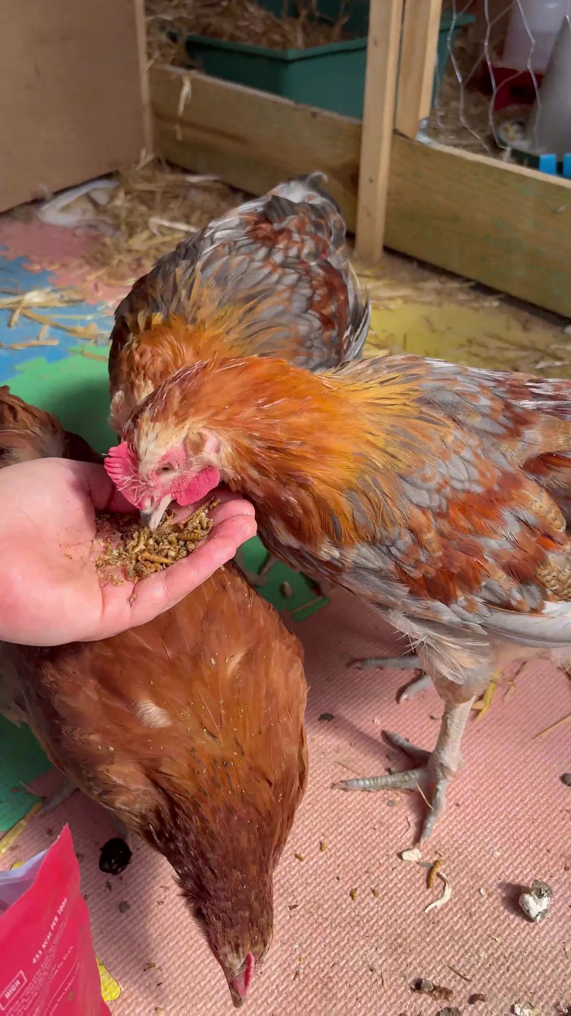 Chickens poultry for sale: Roosters and hen for rehoming  - Video 1
