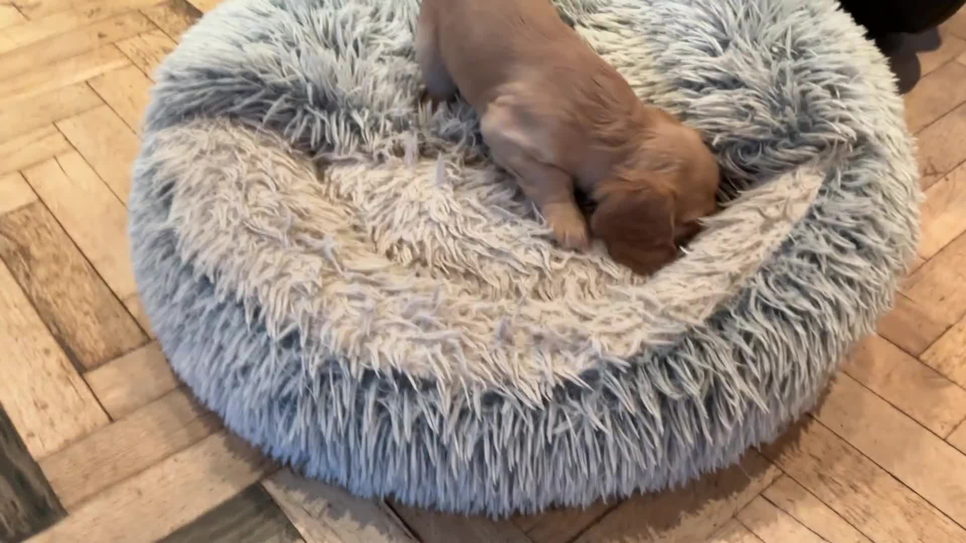 Cocker Spaniel dogs for sale: Working cocker spaniel  in Preston - Video 2