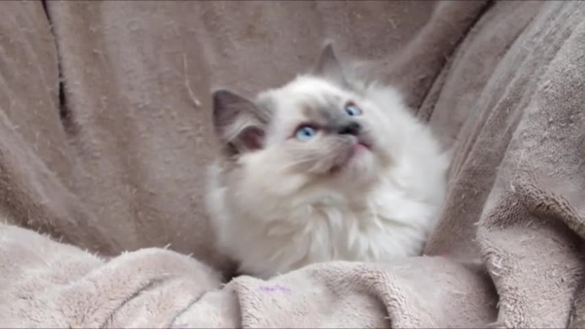 Ragdoll cats for sale: GCCF ACTIVE & PET KITTENS IMP CHAMPION BLOODLINES - Video 1