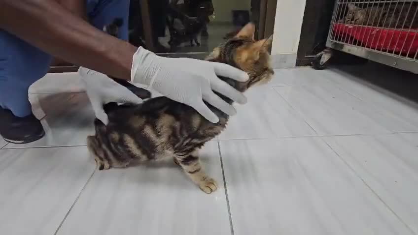 Mixed Breed cats for adoption: JIA-HEALTHY -NEUTERED- VACCINATED- MICROCHIPPED  - Video 2