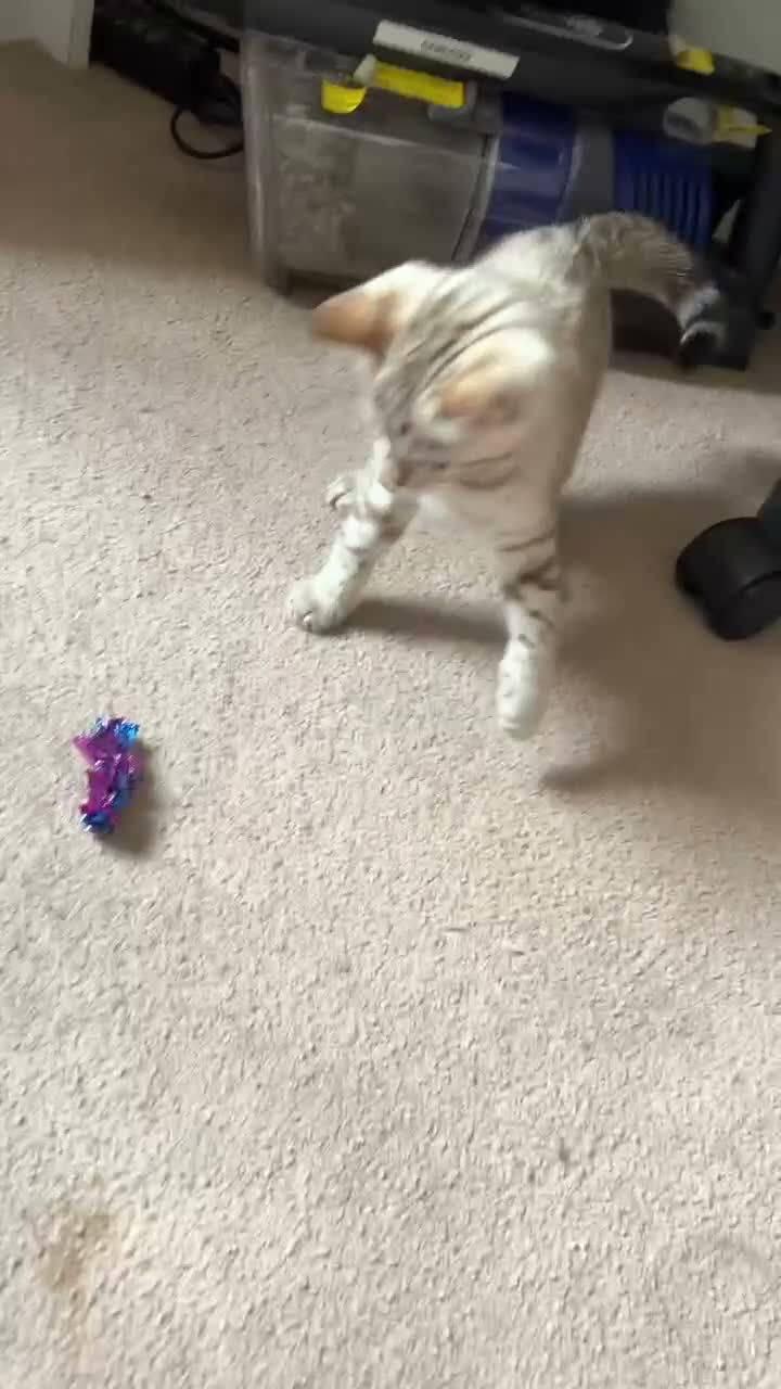 Bengal cats for sale: Seal Mink Male Bengal kittens in Grantham - Video 1