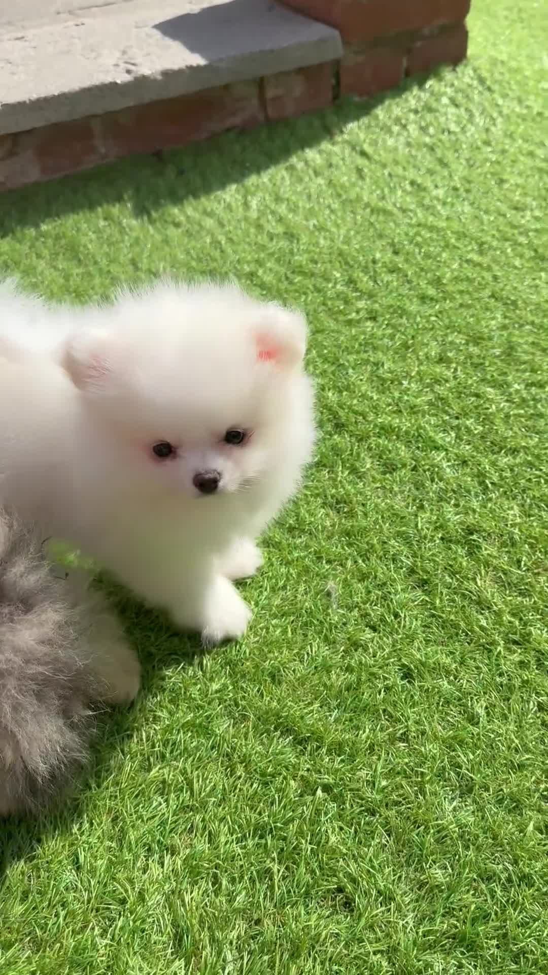 Pomeranian dogs for sale: ONLY 1 LEFT!! TRUE TEDDY BEAR POMERANIAN - Video 2