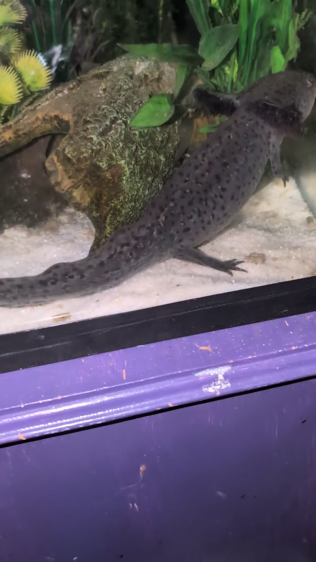 Other/Mixed Breed fish for sale: Beautiful Bellatrix the Axolotl  - Video 2