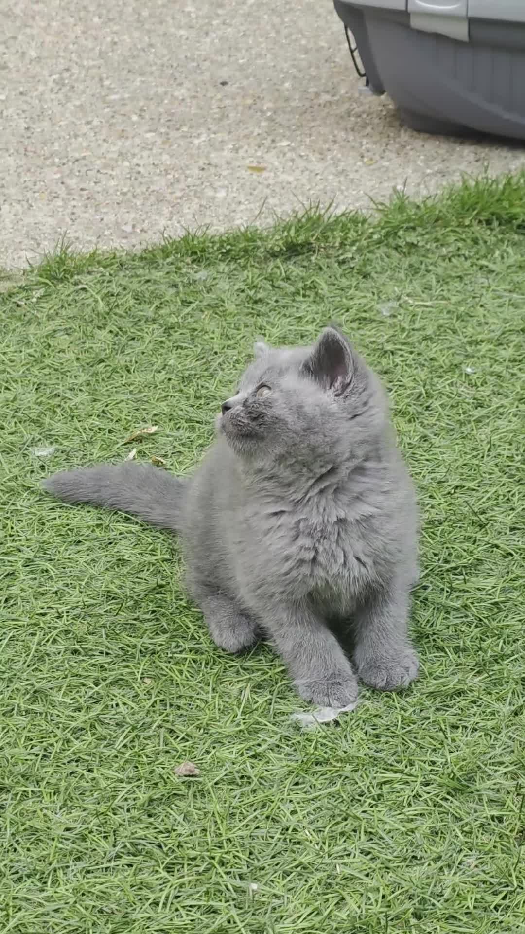 British Shorthair cats for sale: Beautiful British Shorthair Longhair Kittens TICA - Video 1