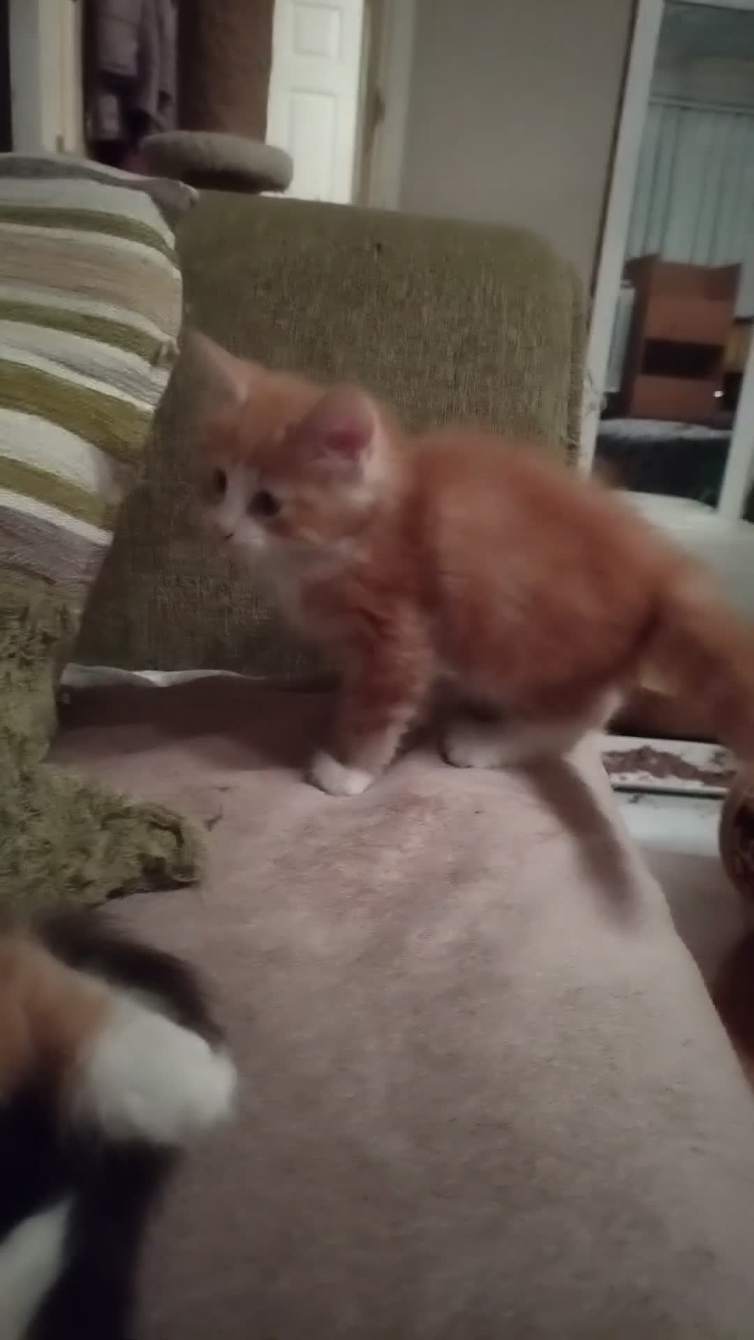 Norwegian Forest Cat cats for sale: Beautiful pedigree Norwegian Forest kittens  - Video 3