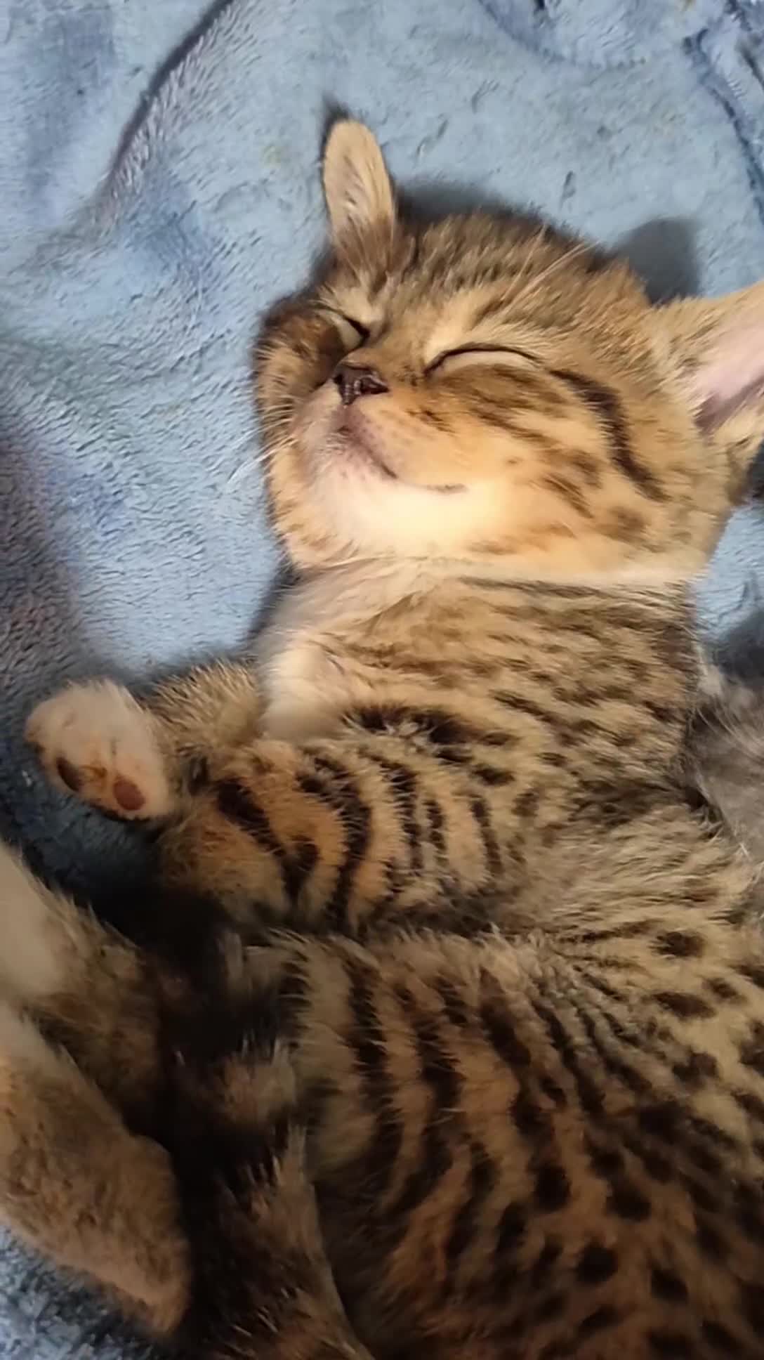 British Shorthair cats for sale: British short hair  - Video 1