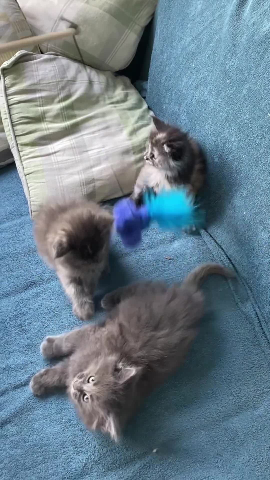 Maine Coon cats for sale: TICA - Only 1 stunning Maine coon girl left - Video 2