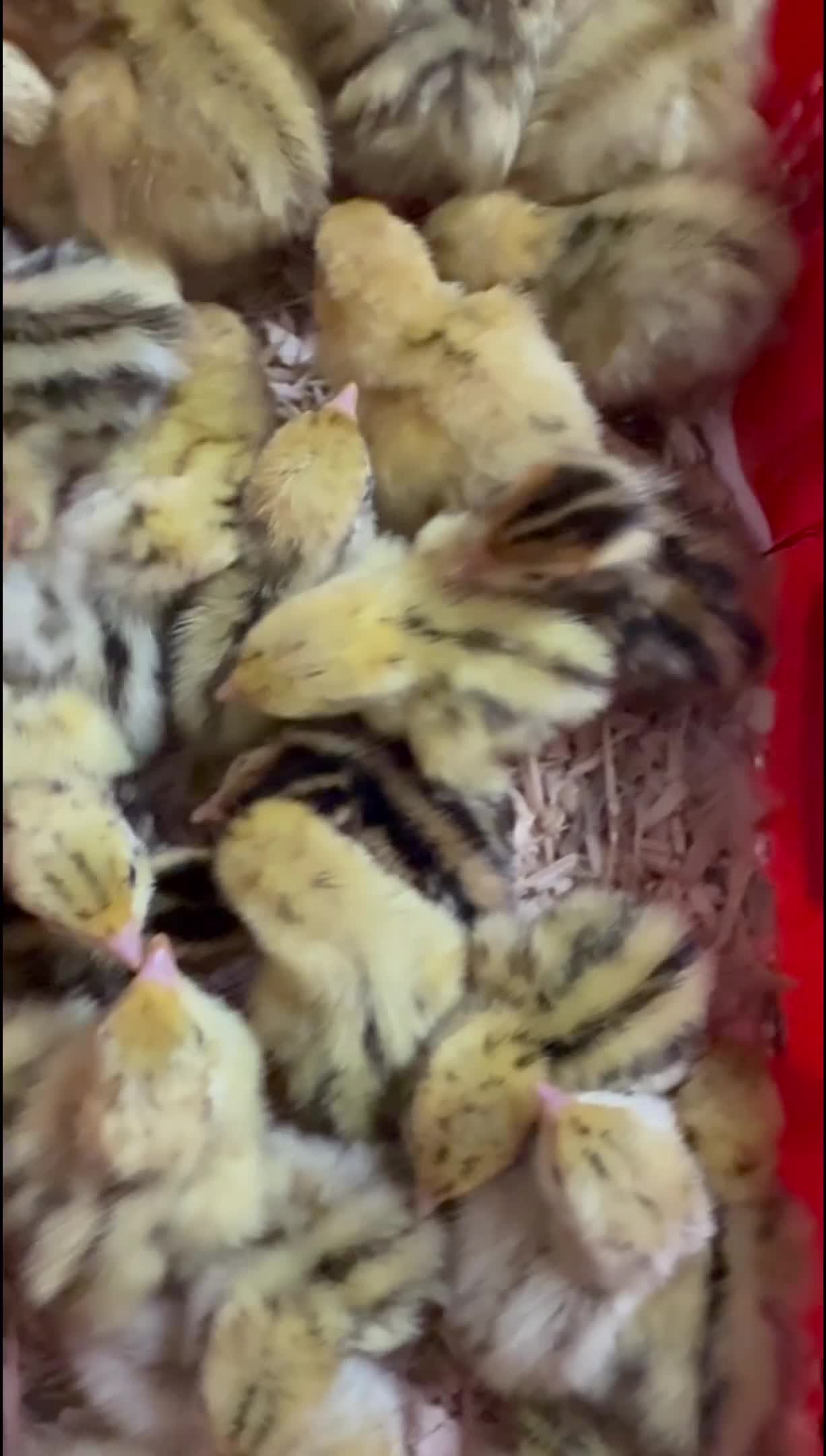Quail poultry for sale: Jumbo coturnix chicks  in Luton - Video 1