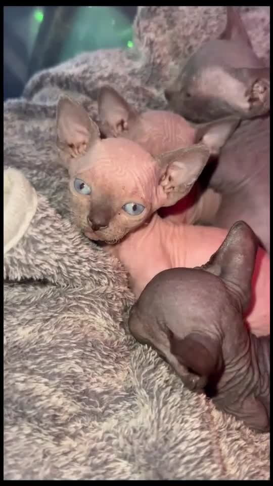 Sphynx cats for sale: Short Leg Munckin Sphinx Kittens(BullyCat) - Video 1